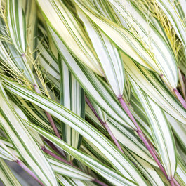 Lime Zest™ Japanese Forest Grass, Hakonechloa macra 'Hakbri2' PP