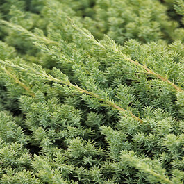 P.patara Garden#1 親株 Juniperus procumbens 'Nana' – Armstrong Garden Centers