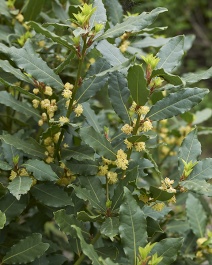 Fred Sweet Bay Tree (Laurus Nobilis)