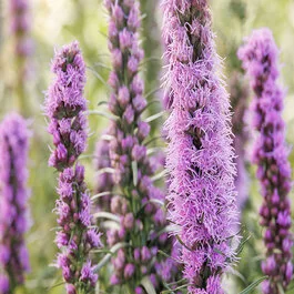 Kobold Gayfeather, Liatris spicata 'Kobold', Monrovia Plant