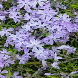 Emerald Blue Creeping Phlox, Phlox subulata 'Emerald Blue