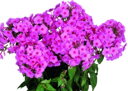 Flame® Pink Improved Garden Phlox, Phlox paniculata, Monrovia Plant