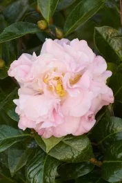 Jury's Pearl Camellia, Camellia x 'Jury's Pearl' (C. pitardii x