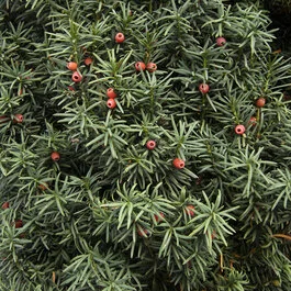 Irish Yew, Taxus baccata 'Stricta' ('Fastigiata'), Monrovia Plant