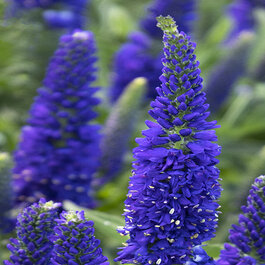 Vernique® Dark Blue Veronica, Veronica longifolia 'Vernique Dark Blue'