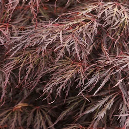 95_acer_palmatum_var.