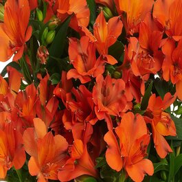 Colorita® Orania Peruvian Lily, Alstroemeria pallida 'AP080 Orange'