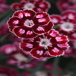Star Single™ Morello Star Dianthus, Dianthus 'Wp24Jap01', Monrovia