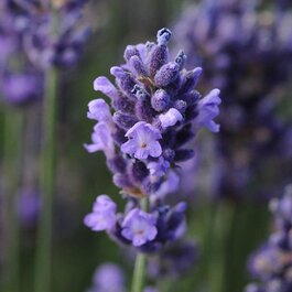 SuperBlue English Lavender, Lavandula angustifolia 'Superblue' PP