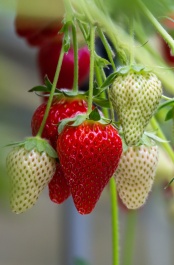 for_fragaria_cherry_blossom_ge