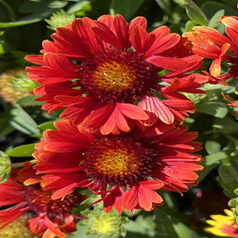 ☆激レア　ラルフローレン　ベッドスカート　セミダブルベッド　赤花柄　シーツ☆ Guapa Red Blanket Flower, Gaillardia aristata 'FLOGB0014