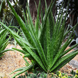 nestea strawberry aloe vera Nestea Grüner Tee Erdbeere & Aloe Vera – EXODRINKS main image 1