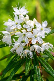 Milky Way Rhododendron, Rhododendron 'Milky Way', Monrovia Plant