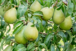 Three-Tier Espalier Pear Combo, Pyrus communis (assorted), Monrovia Plant