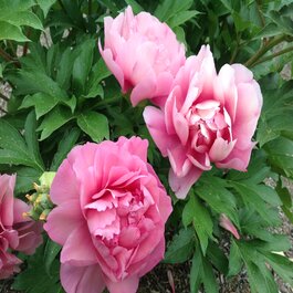 Garden Candy™ Strawberry Swirl Itoh Peony, Monrovia Plant