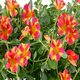 Mega Pazzaz™ Pink Twist Purslane, Portulaca oleracea, Monrovia Plant