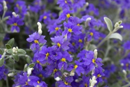 Purple Oz™ Dampiera, Dampiera altissima 'Altmp2336', Monrovia Plant