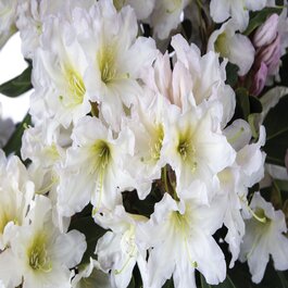Scent-Sational White Rhododendron, Monrovia Plant