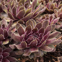 Ruby Hearts Hens and Chicks, Sempervivum 'Ruby Hearts', Monrovia Plant