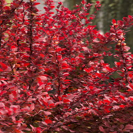 Orange Rocket Barberry