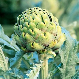 Improved Green Globe Artichoke, Cynara scolymus 'Improved Green Globe'