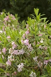 ◆Daphne◆ Amazon.com | Naturalizer Womens Daphne Slip On Fashion Sneaker