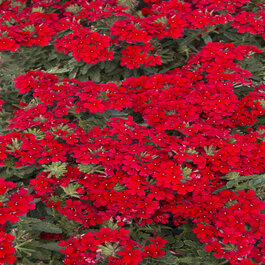 EnduraScape™ Red Verbena, Verbena x 'Balendred' PP #26,132
