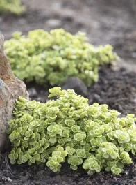 Limelight Japanese Stonecrop, Sedum makinoi 'Limelight', Monrovia