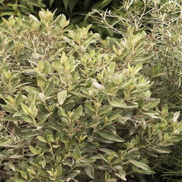 Aotearoa Daisy™ Streamside Tree Daisy, Olearia cheesmanii, Monrovia Plant