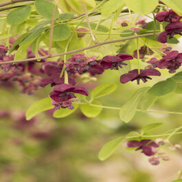 Fiveleaf Akebia, Akebia quinata, Monrovia Plant