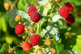 Heritage Raspberry, Rubus idaeus var. strigosus 'Heritage', Monrovia Plant