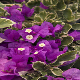 Blueberry Ice Bougainvillea, Bougainvillea 'Blueberry Ice', Monrovia Plant