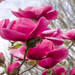 ハイドランジア マグノリア magnolia12_600x600_crop_center
