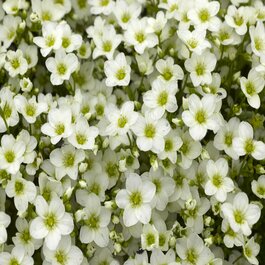 Alpino™ White Saxifrage, Saxifraga x arendsii 'White', Monrovia Plant