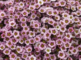 Alpino™ Early Pink Heart Saxifrage, Monrovia Plant