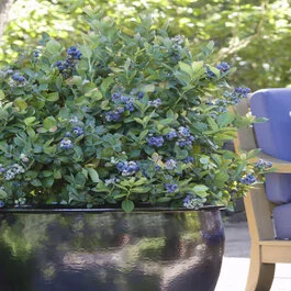 Peach Sorbet® Blueberry, Vaccinium corymbosum 'ZF06-043' PP #23,325