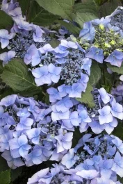 Seaside Serenade® Outer Banks Hydrangea, Monrovia Plant