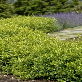 Winter Gem Boxwood, Buxus microphylla var. japonica 'Winter Gem'