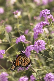Lavender Swirl® Trailing Lantana, Lantana sellowiana 'Monswee'