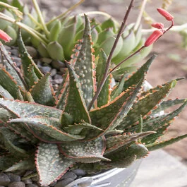 Retro Succulents Carmine Aloe, Aloe 'Carmine', Monrovia Plant