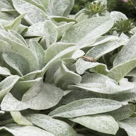 Big Ears Lamb's Ear, Stachys byzantina 'Big Ears', Monrovia Plant