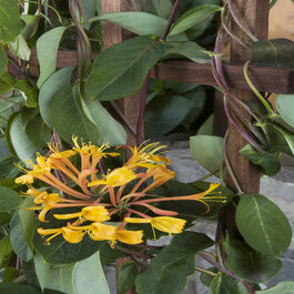 Mandarin Honeysuckle, Lonicera x 'Mandarin', Monrovia Plant