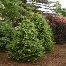 Green Tower® Boxwood, Buxus sempervirens 'Monrue', Monrovia Plant