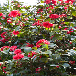 Mathotiana Supreme Camellia, Camellia japonica 'Mathotiana Supreme'