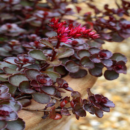 Dragon's Blood Stonecrop, Sedum spurium 'Dragon's Blood', Monrovia Plant