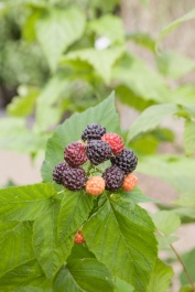 Jewel Back Raspberry Jewel Black Raspberry, Rubus idaeus 'Jewel Black', Monrovia Plant