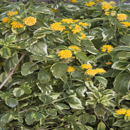 フラワー・ガーデニング lemon Lemon Mantel Arrangement, Spring Summer Table Centerpiece - Etsy