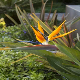 Bird of Paradise, Strelitzia reginae, Monrovia Plant