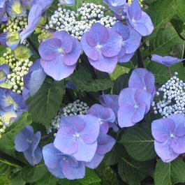 Zorro Lacecap Hydrangea, Hydrangea macrophylla 'Zorro', Monrovia Plant
