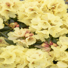 rhododendron wei rosa Rhododendron 'Hydon Velvet' Wei-Rosa kaufen